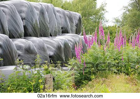 Wrapped haybales with fox gloves growing around them View Large Photo Image Picture - Wrapped haybales with fox gloves growing around them. Fotosearch