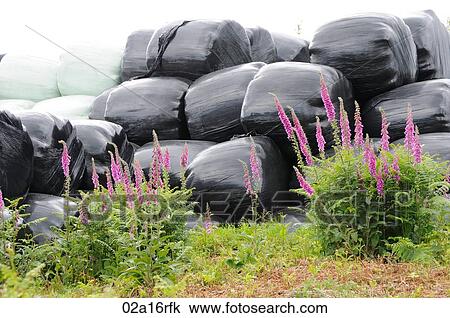 Wrapped haybales with fox gloves growing around them View Large Photo Image Stock Image - Wrapped haybales with fox gloves growing around them. Fotosearch