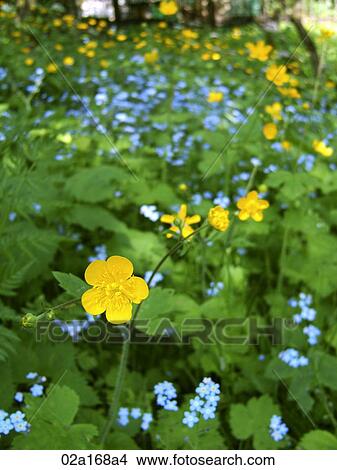 Picture - Yellow and blue flowers in the green field. Fotosearch