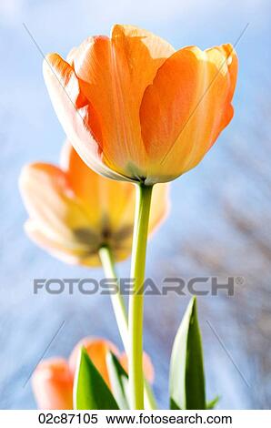 Yellow spring tulips. View Large Photo Image Stock Photography - Yellow spring tulips.. Fotosearch