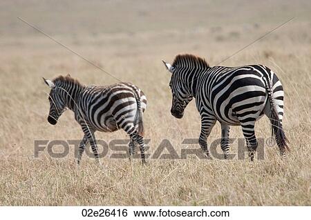 Zebra wildlife in Kenya View Large Photo Image Stock Photograph - Zebra wildlife in Kenya. Fotosearch