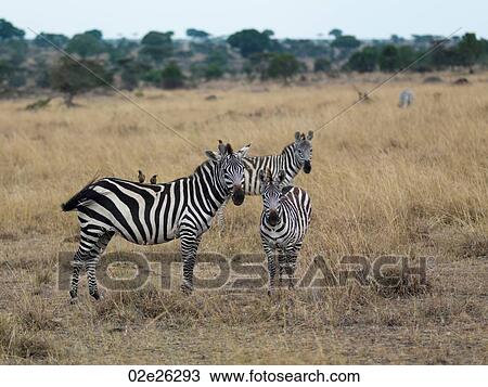 Zebras in Kenya Africa View Large Photo Image Stock Image - Zebras in Kenya Africa. Fotosearch