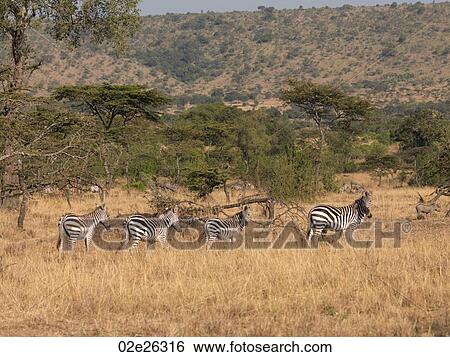 Zebras in Kenya Africa View Large Photo Image Stock Photograph - Zebras in Kenya Africa. Fotosearch