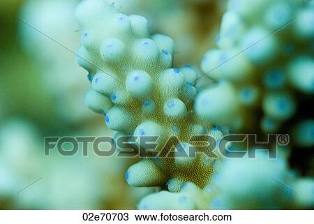Acropora Coral (Acropora) View Large Photo Image Stock Image - Acropora Coral (Acropora). Fotosearch