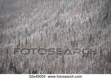 Picture - Aerial view of forest in Vail, Colorado. Fotosearch