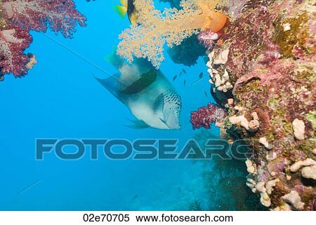 Arabian Angelfish (Pomacanthus Maculosus) View Large Photo Image Stock Photography - Arabian Angelfish (Pomacanthus Maculosus). Fotosearch