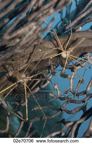 Arrow Crabs (Stenorhynchus Seticornis) View Large Photo Image Stock Photograph - Arrow Crabs (Stenorhynchus Seticornis). Fotosearch