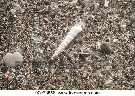 Stock Photograph - Auger seashell on a pebble beach looking like a unicorn horn. Fotosearch