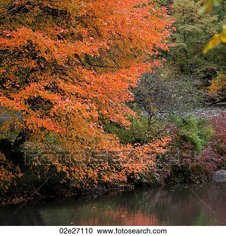 Autumn in Central Park in Manhattan, New York City, U. S. A. View Large Photo Image Stock Image - Autumn in Central Park in Manhattan, New York City, U. S. A.. Fotosearch