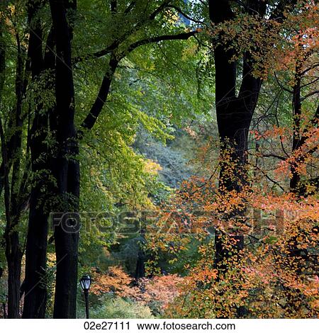 Autumn in Central Park in Manhattan, New York City, U. S. A. View Large Photo Image Stock Image - Autumn in Central Park in Manhattan, New York City, U. S. A.. Fotosearch