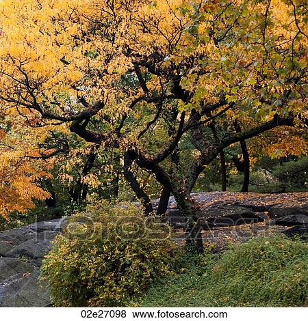 Autumn in Central Park in Manhattan, New York City, U. S. A. View Large Photo Image Stock Photo - Autumn in Central Park in Manhattan, New York City, U. S. A.. Fotosearch