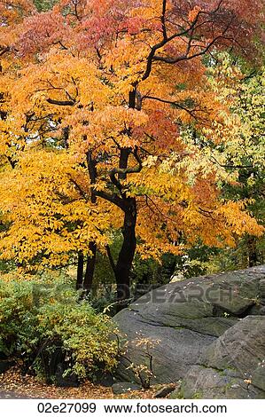 Autumn in Central Park in Manhattan, New York City, U. S. A. View Large Photo Image Stock Photo - Autumn in Central Park in Manhattan, New York City, U. S. A.. Fotosearch