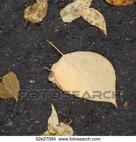 Picture - Autumn leaves on the pavement in Central Park Manhattan, New York City, U. S. A.. Fotosearch