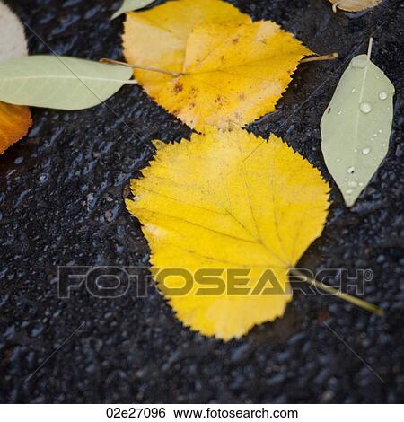 Autumn leaves on the pavement in Central Park Manhattan, New York City, U. S. A. View Large Photo Image Stock Photograph - Autumn leaves on the pavement in Central Park Manhattan, New York City, U. S. A.. Fotosearch