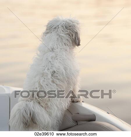 Stock Image - Back view of a dog at the edge of a boat in Lake of the Woods, Ontario. Fotosearch