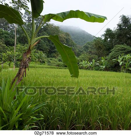 Banana tree in a field, Thailand View Large Photo Image Stock Photo - Banana tree in a field, Thailand. Fotosearch