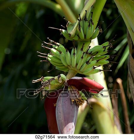 Bananas growing on a tree, Chiang Dao, Chiang Mai Province, Thailand View Large Photo Image Picture - Bananas growing on a tree, Chiang Dao, Chiang Mai Province, Thailand. Fotosearch