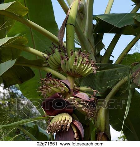 Bananas growing on a tree, Chiang Dao, Chiang Mai Province, Thailand View Large Photo Image Stock Image - Bananas growing on a tree, Chiang Dao, Chiang Mai Province, Thailand. Fotosearch