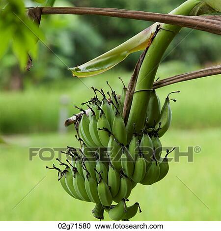Bananas growing on a tree, Thailand View Large Photo Image Stock Image - Bananas growing on a tree, Thailand. Fotosearch