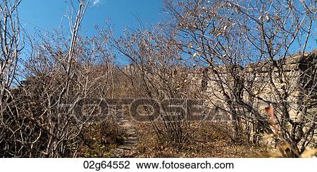 Bare trees at the Mutianyu section of the Great Wall of China, Beijing, China View Large Photo Image Stock Image - Bare trees at the Mutianyu section of the Great Wall of China, Beijing, China. Fotosearch