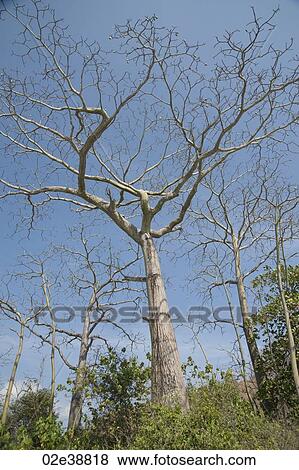 Bare trees in the jungles of Costa Rica View Large Photo Image Stock Photo - Bare trees in the jungles of Costa Rica. Fotosearch