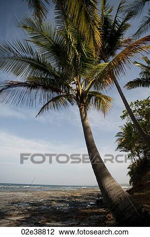 Beach and treeline Costa Rica View Large Photo Image Stock Image - Beach and treeline Costa Rica. Fotosearch