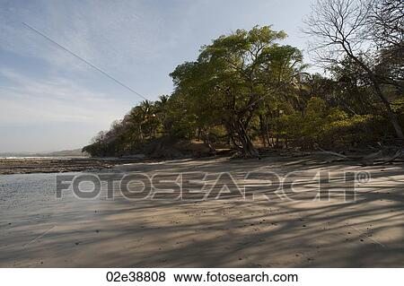 Beach and treeline Costa Rica View Large Photo Image Stock Photo - Beach and treeline Costa Rica. Fotosearch
