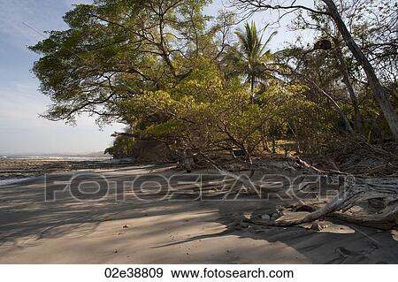 Beach and treeline Costa Rica View Large Photo Image Stock Photo - Beach and treeline Costa Rica. Fotosearch