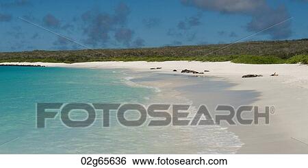 Beach with Galapagos sea lions (Zalophus californianus wollebacki) in the background, Gardner Bay, Espanola Island, Galapagos Islands, Ecuador View Large Photo Image Stock Photograph - Beach with Galapagos sea lions (Zalophus californianus wollebacki) in the background, Gardner Bay, Espanola Island, Galapagos Islands, Ecuador. Fotosearch
