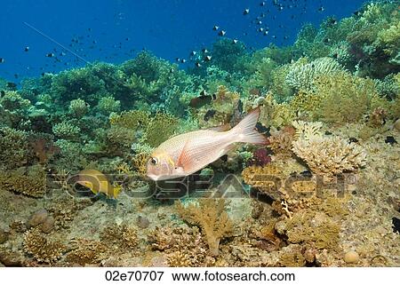 Big Eye Emperor, fish View Large Photo Image Stock Photo - Big Eye Emperor, fish. Fotosearch