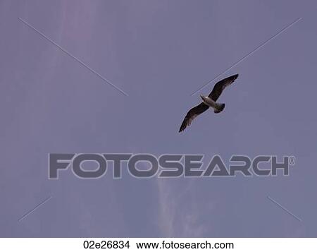Picture - Bird flying over Naples. Fotosearch
