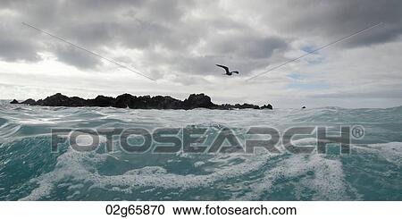 Stock Image - Bird flying over the Pacific Ocean, Playa Ochoa, San Cristobal Island, Galapagos Islands, Ecuador. Fotosearch