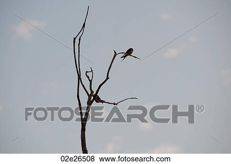 Bird in a tree in Kenya View Large Photo Image Stock Photo - Bird in a tree in Kenya. Fotosearch