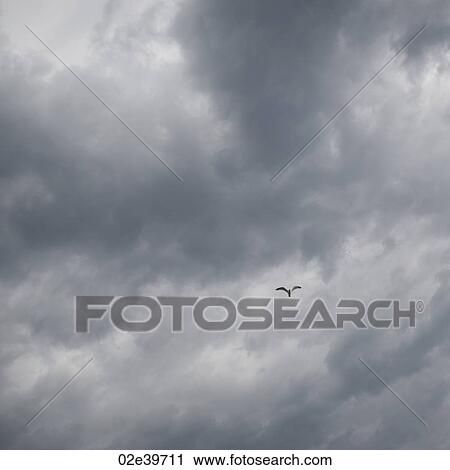 Bird in flight and storm clouds over Lake of the Woods, Ontario View Large Photo Image Stock Image - Bird in flight and storm clouds over Lake of the Woods, Ontario. Fotosearch