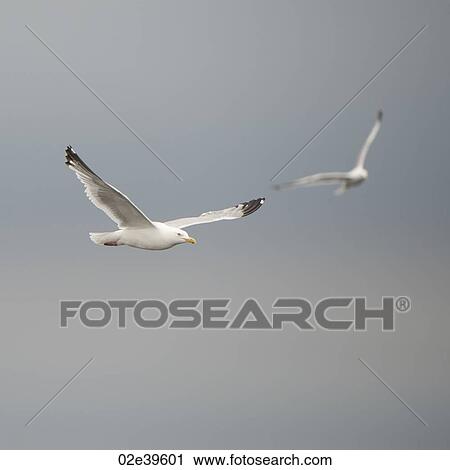 Stock Image - Bird in flight at Lake of the Woods, Ontario. Fotosearch