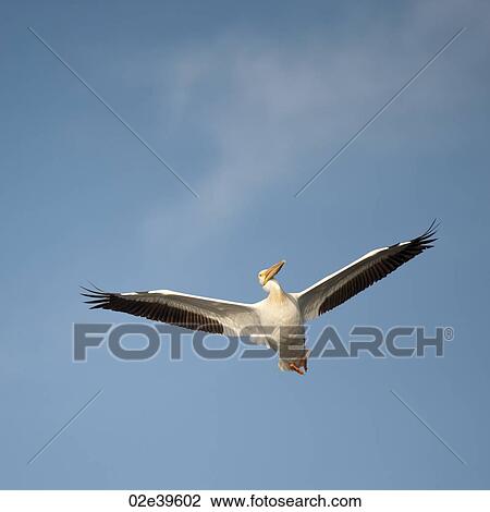 Bird in flight at Lake of the Woods, Ontario View Large Photo Image Stock Image - Bird in flight at Lake of the Woods, Ontario. Fotosearch
