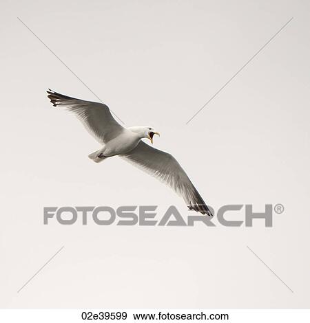 Bird in flight at Lake of the Woods, Ontario View Large Photo Image Stock Photo - Bird in flight at Lake of the Woods, Ontario. Fotosearch