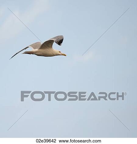 Bird in flight over Lake of the Woods, Ontario View Large Photo Image Stock Image - Bird in flight over Lake of the Woods, Ontario. Fotosearch
