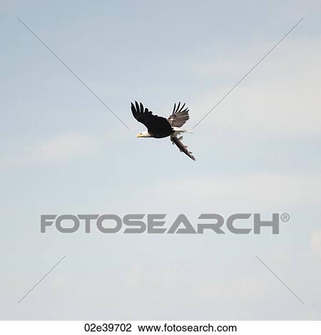 Bird in flight over Lake of the Woods, Ontario View Large Photo Image Stock Image - Bird in flight over Lake of the Woods, Ontario. Fotosearch
