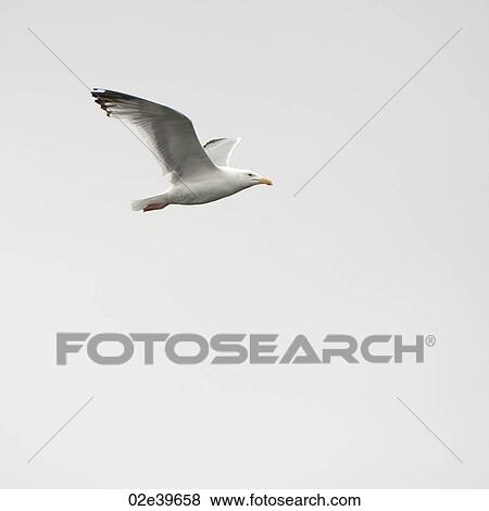 Stock Photo - Bird in flight over Lake of the Woods, Ontario. Fotosearch