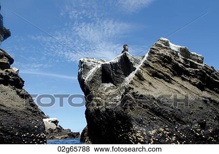 Bird on a rock, Tagus Cove, Isabela Island, Galapagos Islands, Ecuador View Large Photo Image Stock Photo - Bird on a rock, Tagus Cove, Isabela Island, Galapagos Islands, Ecuador. Fotosearch