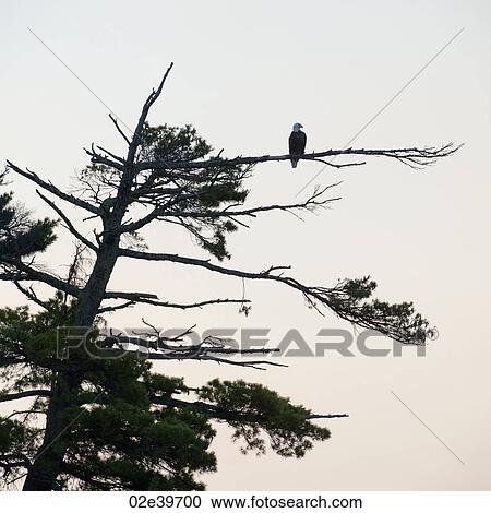 Bird perched in a tree at Lake of the Woods, Ontario View Large Photo Image Stock Image - Bird perched in a tree at Lake of the Woods, Ontario. Fotosearch