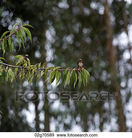 Bird perching on a twig, Willka Tika Guesthouse, Willka Tika, Sacred Valley, Cusco Region, Peru View Large Photo Image Stock Photo - Bird perching on a twig, Willka Tika Guesthouse, Willka Tika, Sacred Valley, Cusco Region, Peru. Fotosearch