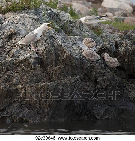 Stock Photograph - Birds at Lake of the Woods, Ontario. Fotosearch