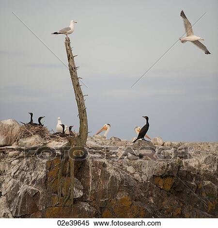 Birds at Lake of the Woods, Ontario View Large Photo Image Stock Photography - Birds at Lake of the Woods, Ontario. Fotosearch