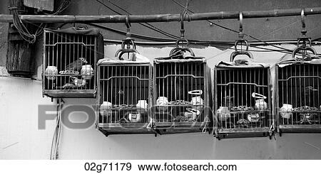 Birds in cages, Shanghai, China View Large Photo Image Stock Photo - Birds in cages, Shanghai, China. Fotosearch