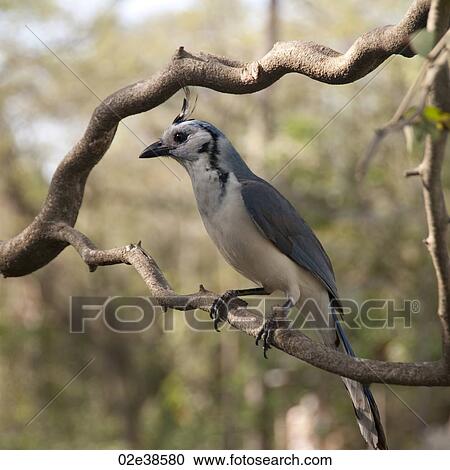 Birds in Costa Rica View Large Photo Image Stock Image - Birds in Costa Rica. Fotosearch