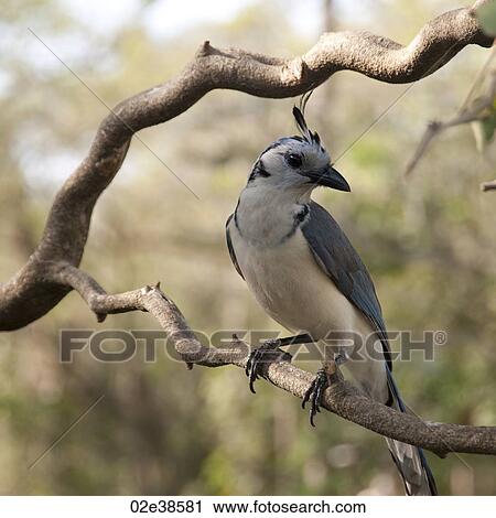 Birds in Costa Rica View Large Photo Image Stock Image - Birds in Costa Rica. Fotosearch