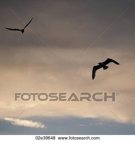 Stock Photo - Birds in flight over Lake of the Woods, Ontario. Fotosearch