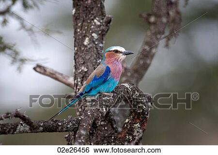 Birds in Kenya View Large Photo Image Stock Photograph - Birds in Kenya. Fotosearch